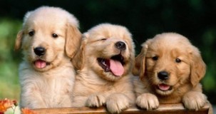 Rüyada 3 Tane Köpek Yavrusu Görmek Ne Anlama Gelir?