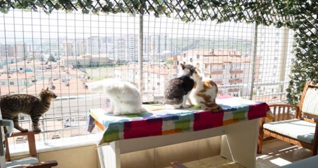 Rüyada Balkonda Kedi Görmek Ne Anlama Gelir?